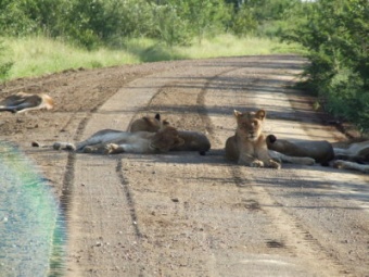 Grand Kruger Lodge